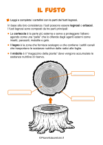 Scheda didattica sul fusto delle piante per la classe seconda della Scuola Primaria nr. 2