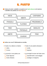 Scheda didattica sul fusto delle piante per la classe seconda della Scuola Primaria nr. 3