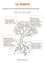 Scheda didattica sulle piante per la classe seconda nr. 2
