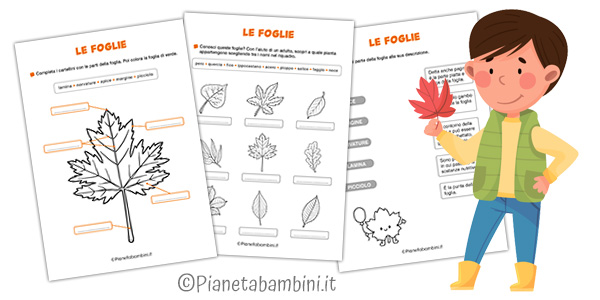 Schede didattiche sulle foglie per la classe seconda Schede didattiche sulle parti della foglia per la classe seconda della Scuola Primaria