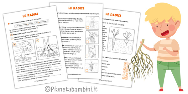 Schede didattiche sulle radici per la classe seconda Schede didattiche sulle radici delle piante per la classe seconda della Scuola Primaria