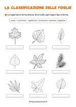Scheda sulla classificazione delle foglie per la classe seconda nr. 1