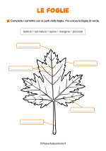 Scheda didattica sulle foglie per la classe seconda nr. 2