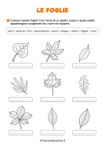 Scheda didattica sulle foglie per la classe seconda nr. 3