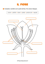 Scheda didattica sulle parti del fiore per la classe seconda nr. 1