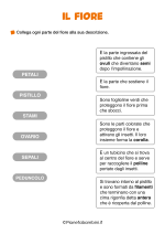 Scheda didattica sulle parti del fiore per la classe seconda nr. 2