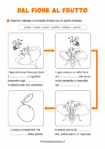 Scheda didattica sul frutto e il seme per la classe seconda della Scuola Primaria nr. 1