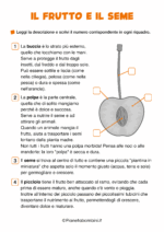 Scheda didattica sul frutto e il seme per la classe seconda della Scuola Primaria nr. 2