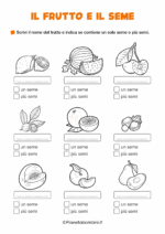 Scheda didattica sul frutto e il seme per la classe seconda della Scuola Primaria nr. 3