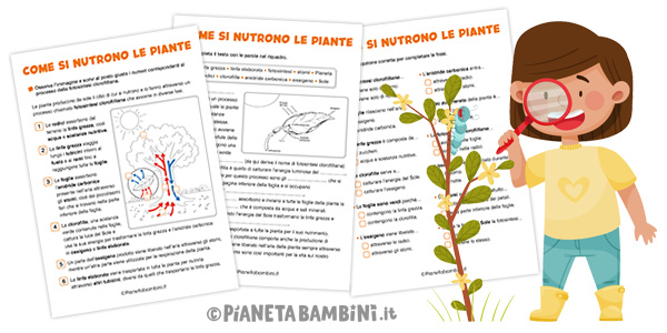 Schede didattiche sulla fotosintesi clorofilliana per la classe terza e quarta della Scuola Primaria
