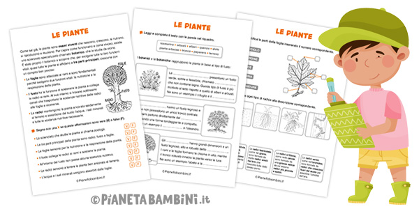 Schede didattiche sulle piante per la classe terza della Scuola Primaria