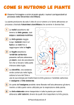 Scheda didattica su come si nutrono le piante per la classe terza nr. 1