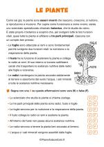 Scheda didattica sulle piante per la classe terza della Scuola Primaria nr. 1